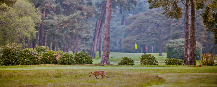  Old Course at Ferndown Golf Club