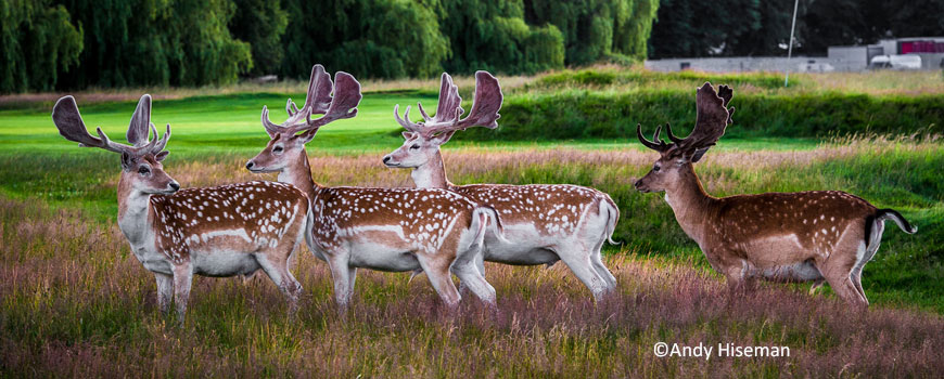 Hampton Court Palace Golf Club